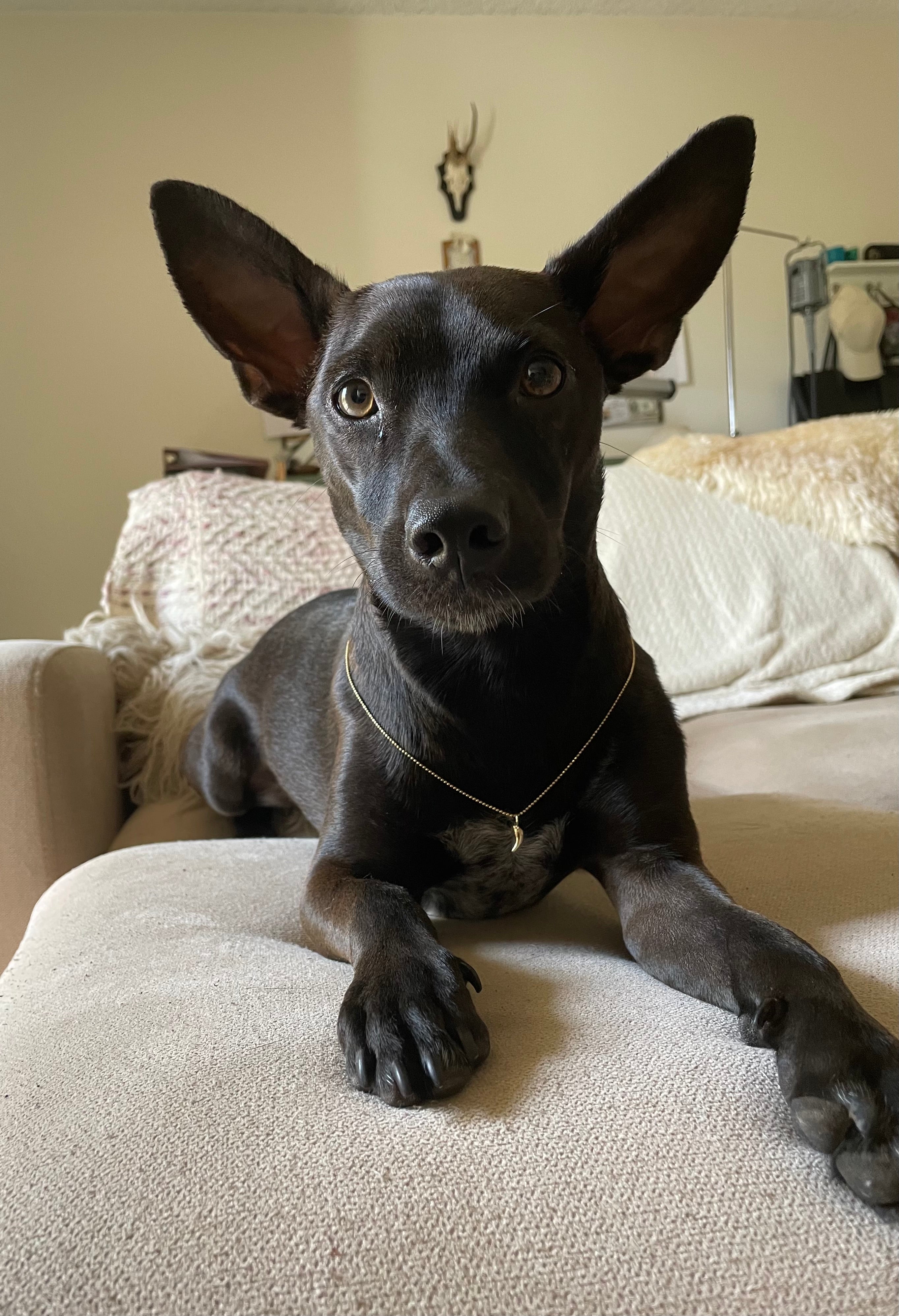 Custom 14K Gold Puppy Tooth Pendant